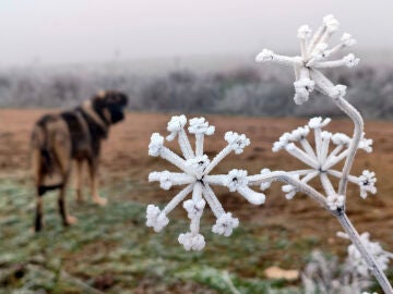 Heladas matinales en la provincia de Valladolid
