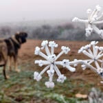 Heladas matinales en la provincia de Valladolid