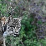 Uraclio naci&oacute; hace dos a&ntilde;os y medio en Montes de Toledo