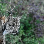 Uraclio nació hace dos años y medio en Montes de Toledo
