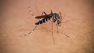 Alerta por el chikungunya: la enfermedad tropical que podría expandirse por casi toda Europa y golpear con fuerza a España Alerta por el chikungunya: la enfermedad tropical que podría expandirse por casi toda Europa y golpear con fuerza a España