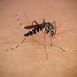 Alerta por el chikungunya: la enfermedad tropical que podría expandirse por casi toda Europa y golpear con fuerza a España