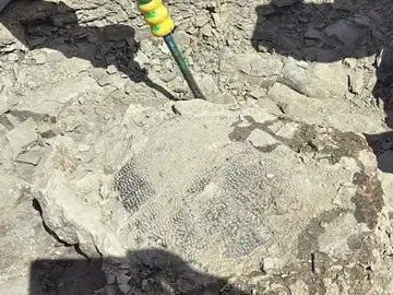 Un niño de 11 años encuentra el fósil de una tortuga de 48 millones de años Un niño de 11 años encuentra el fósil de una tortuga de 48 millones de años