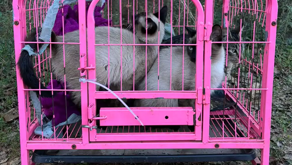 Los cuatro gatos rescatados