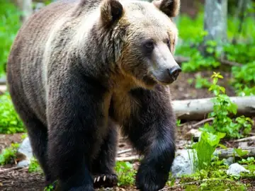 Oviedo instala cámaras para el seguimiento de osos y lobos en el municipio Oviedo instala cámaras para el seguimiento de osos y lobos en el municipio