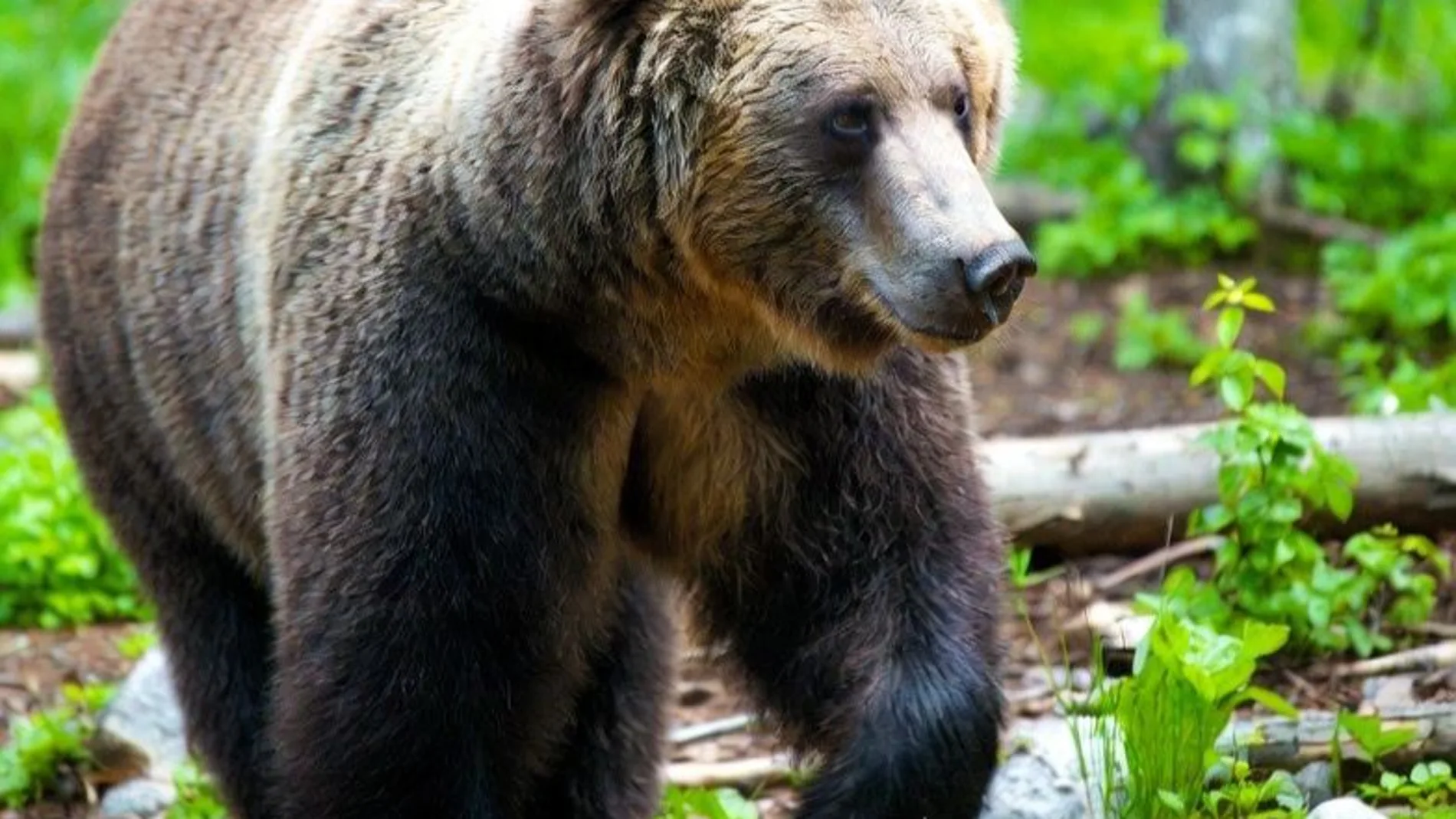 Oviedo instala cámaras para el seguimiento de osos y lobos en el municipio