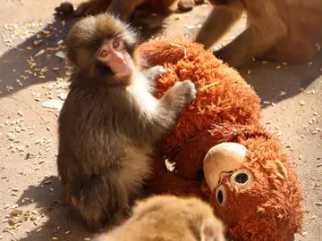 PETA pide al zoológico de Ichikawa (Japón) que transfiera al mono viral 'Punch' a un santuario PETA pide al zoológico de Ichikawa (Japón) que transfiera al mono viral Punch a un santuario. REMITIDA / HANDOUT por ZOO DE ICHIKAWA / TWITTER Fotografía remitida a medios de comunicación exclusivamente para ilustrar la noticia a la que hace referencia la imagen, y citando la procedencia de la imagen en la firma 24/02/2026