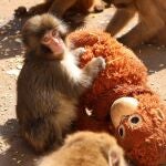 PETA pide al zool&oacute;gico de Ichikawa (Jap&oacute;n) que transfiera al mono viral 'Punch' a un santuario