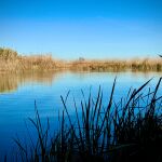 L'Albufera ha perdido 10 cent&iacute;metros de profundidad en dos d&eacute;cadas agravado por la dana