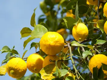 La regla de los 15 minutos salvará tu limonero en maceta esta primavera La regla de los 15 minutos salvará tu limonero en maceta esta primavera