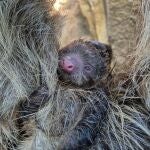 C&iacute;a de perezoso en Bioparc Fuengirola