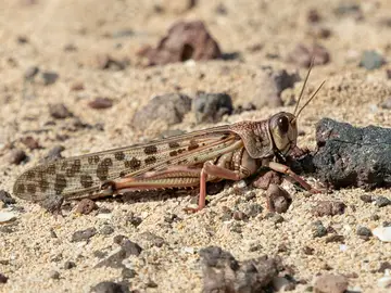 El enjambre de langostas que llegó a Lanzarote se ha dispersado y no se esperan daños GRAFCAN605. TEGUISE (LANZAROTE) (ESPAÑA), 25/02/2026.- El ejemplar fotografiado este miércoles en el entorno de la Caleta de Famara. El enjambre de langostas que llegó a Lanzarote se ha dispersado y no se esperan daños. EFE/Adriel Perdomo
