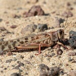 El enjambre de langostas que lleg&oacute; a Lanzarote se ha dispersado y no se esperan da&ntilde;os