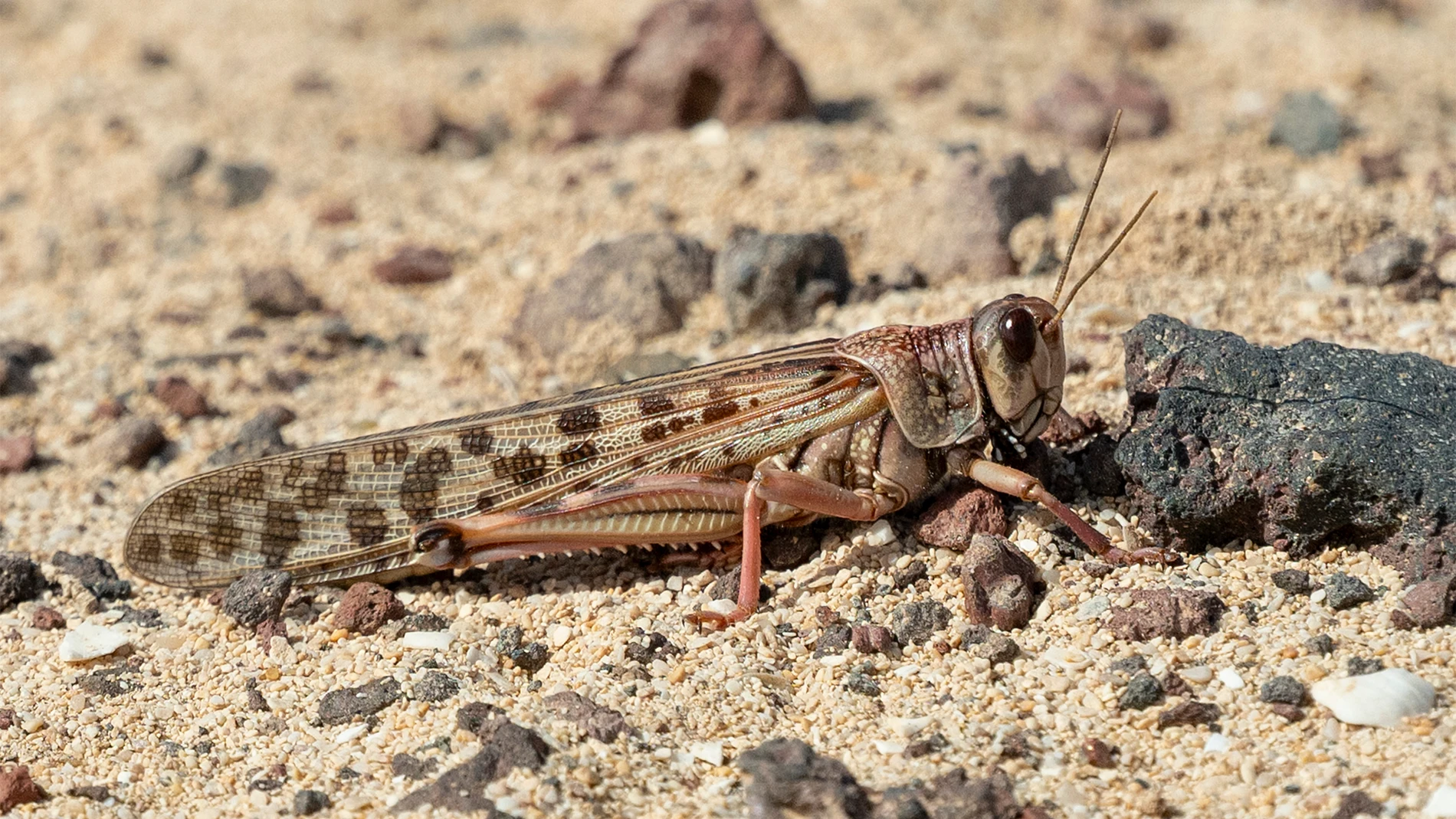 GRAFCAN605. TEGUISE (LANZAROTE) (ESPAÑA), 25/02/2026.- El ejemplar fotografiado este miércoles en el entorno de la Caleta de Famara. El enjambre de langostas que llegó a Lanzarote se ha dispersado y no se esperan daños. EFE/Adriel Perdomo