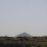 La plaga migratoria m&aacute;s destructiva del mundo llega a Espa&ntilde;a desde Marruecos: alerta por su voracidad