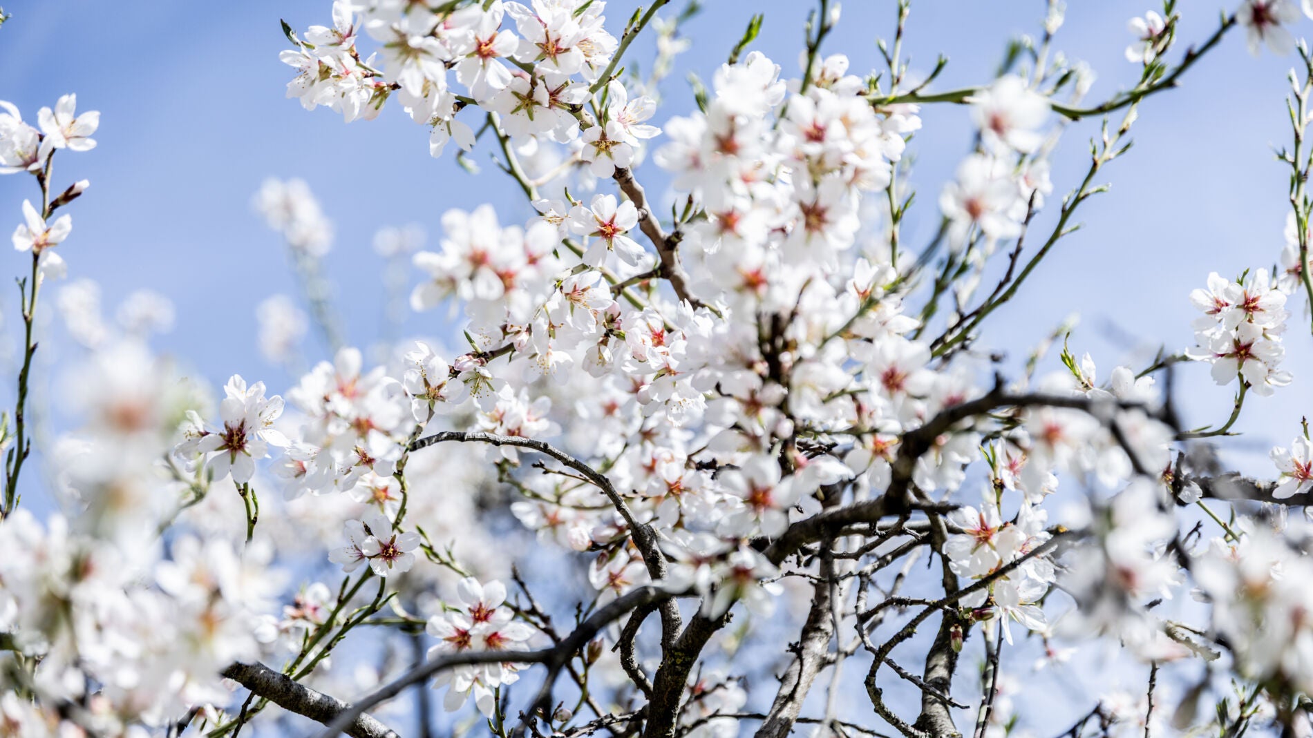 Primavera