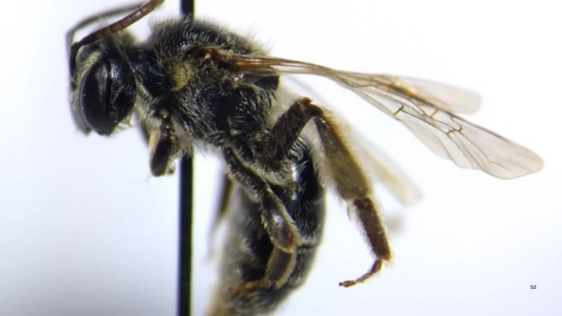 Abeja en huerto sorprende a científica al revelar un hallazgo único en la zona