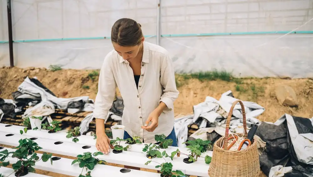 El Fondo Agro Smart ofrece soluciones de financiación estratégica para proyectos del sector agroalimentario.