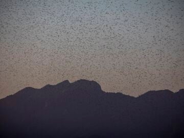 La calima y el viento fuerte sahariano llevan hasta Lanzarote un enjambre de langostas