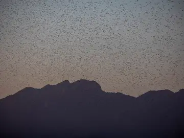 La calima y el viento fuerte sahariano llevan hasta Lanzarote un enjambre de langostas La calima y el viento fuerte sahariano llevan hasta Lanzarote un enjambre de langostas