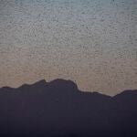 La calima y el viento fuerte sahariano llevan hasta Lanzarote un enjambre de langostas