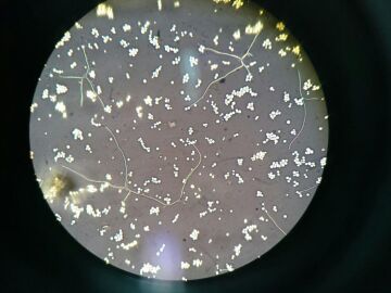 Microbiolog&iacute;a