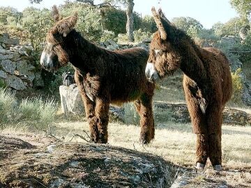 Ejemplares de asno de la raza zamorano-leonesa