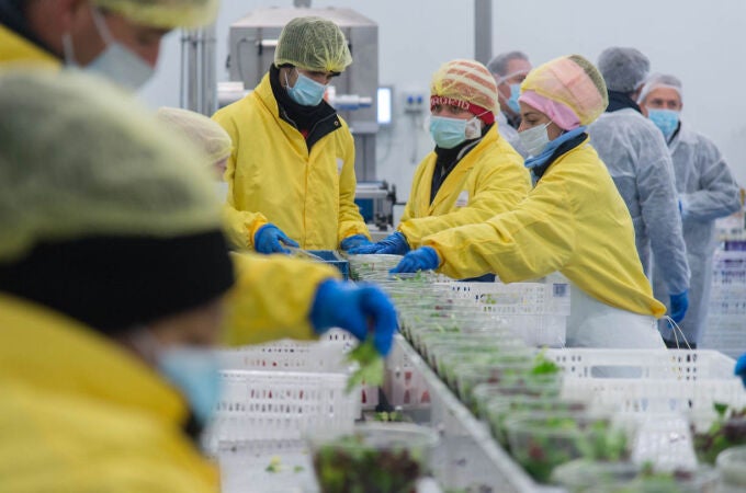 Primaflor, la compañía de los 500 millones de ensaladas en España