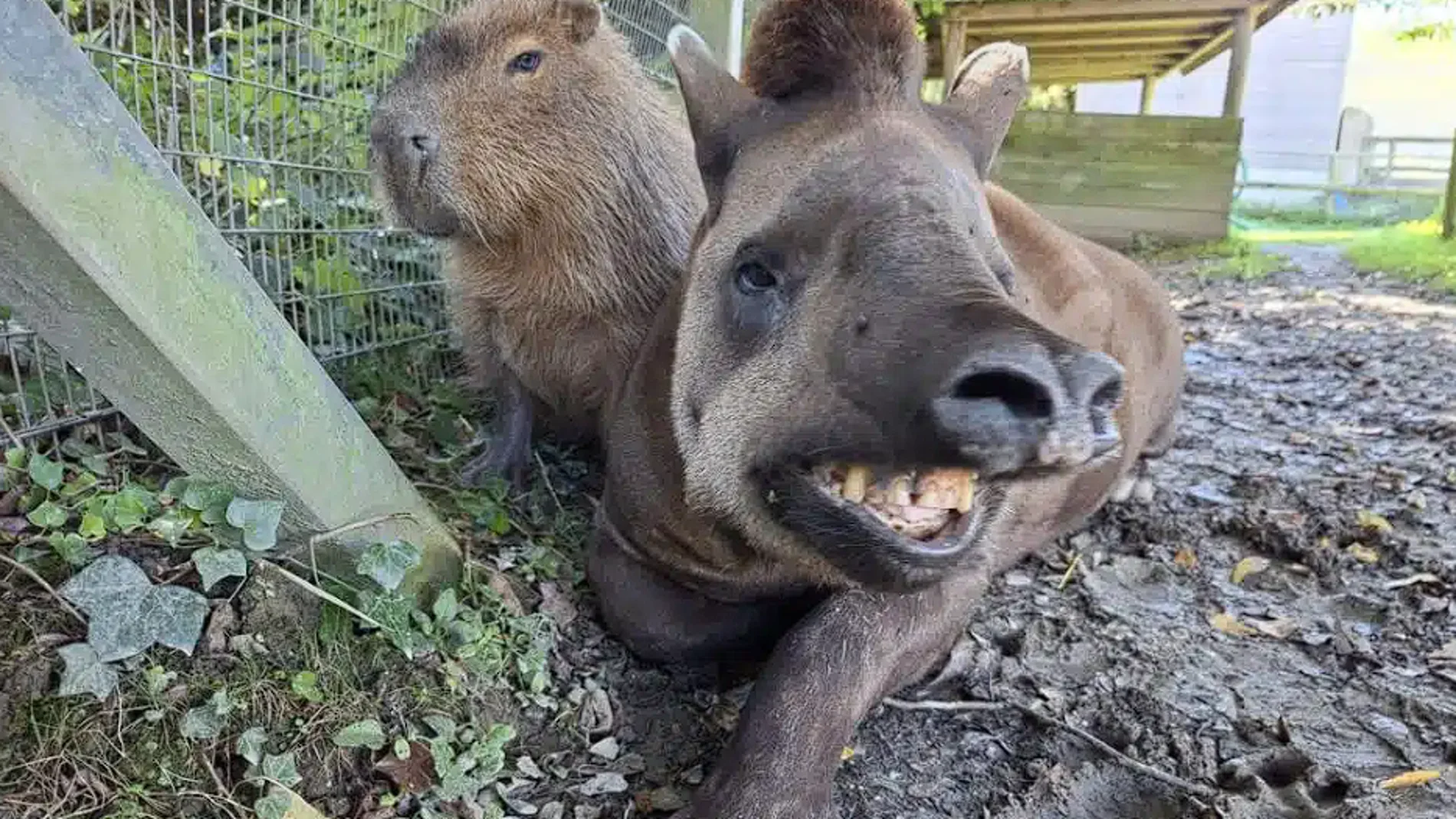 Un zoológico británico sacrifica a una capibara y un tapir inseparables para que ninguno de los dos quedara solo