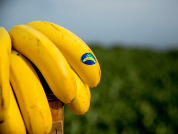 Pl&aacute;tano de Canarias