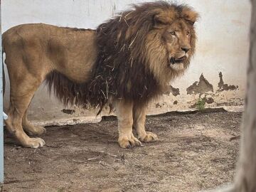 El zoo de C&oacute;rdoba ha acogido recientemente a dos leones maltratados