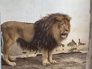 El zoo de Córdoba ha acogido recientemente a dos leones maltratados El zoo de Córdoba ha acogido recientemente a dos leones maltratados