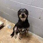 Billie Jean, la perrita que conquist&oacute; Internet con su sonrisa y fue adoptada en 2 d&iacute;as