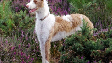 Podenco ibicenco de pelo largo