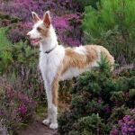 Podenco ibicenco de pelo largo