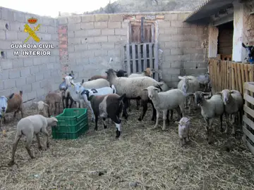 Imagen de los corderos sustraídos Imagen de los corderos sustraídos