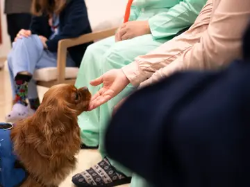 El Hospital de Bellvitge incorpora la terapia asistida con perros para tratar la salud mental Paciente con uno de los perros. REMITIDA / HANDOUT por HOSPITAL DE BELLVITGE Fotografía remitida a medios de comunicación exclusivamente para ilustrar la noticia a la que hace referencia la imagen, y citando la procedencia de la imagen en la firma 27/01/2026