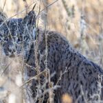 Localizan el cad&aacute;ver de un lince ib&eacute;rico en una cuneta en San Fernando de Henares (Madrid)