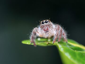Ara&ntilde;a
