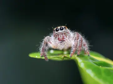 ¿Cómo negarle algo con esa tierna expresión? Araña