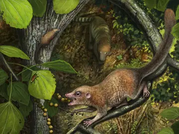 Representación artística de un Purgatorius Representación artística de un Purgatorius