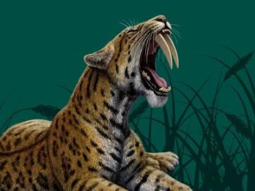 Los "dientes de sable", al descubierto en Alcal&aacute; de Henares 