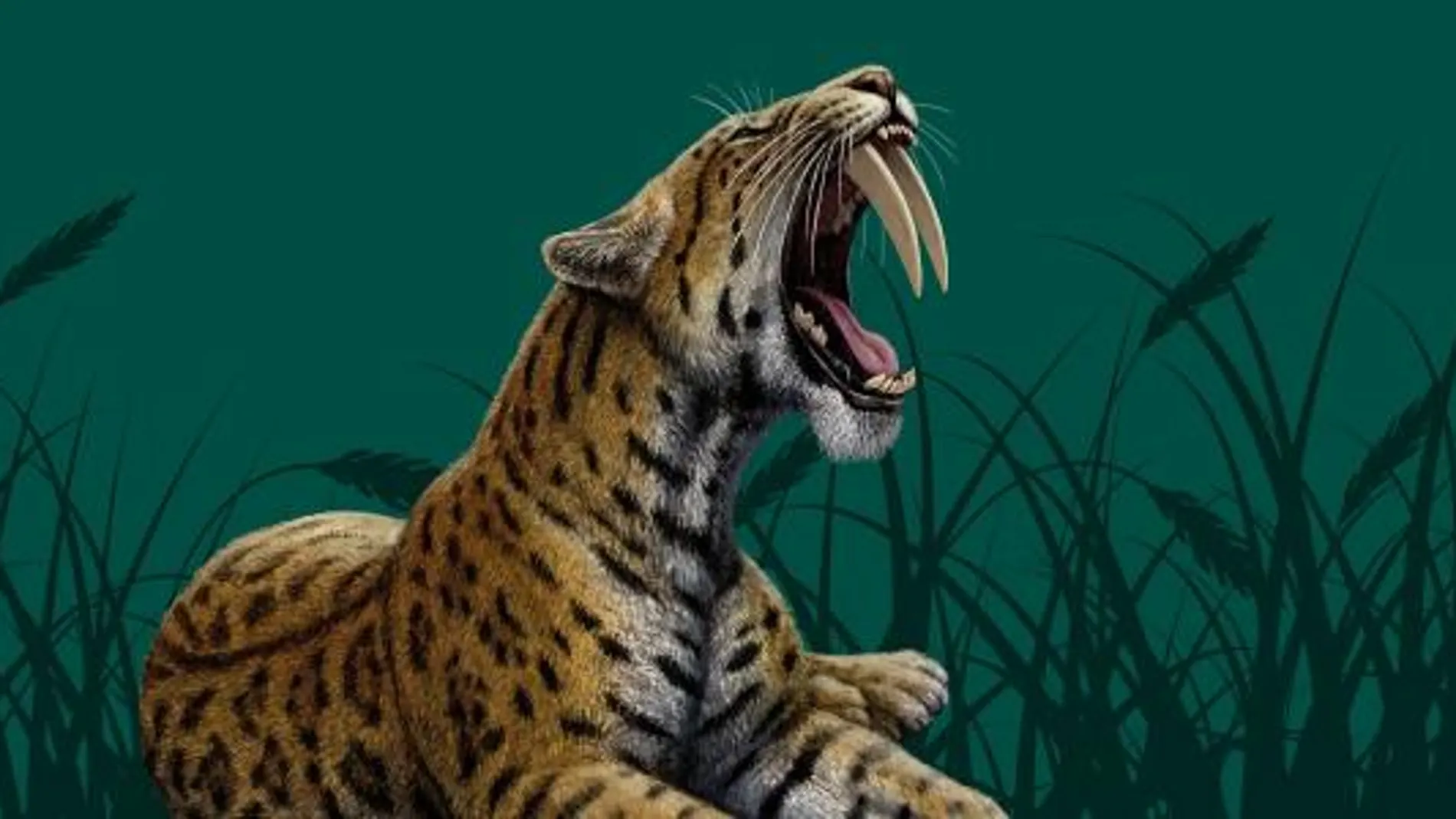 Los "dientes de sable", al descubierto en Alcalá de Henares