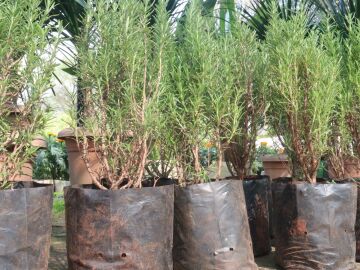 Contra los okupas se est&aacute; recuperando este truco del romero olvidado desde hace siglos 