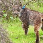 Imagen de uno de los dos ejemplares de linces ib&eacute;ricos