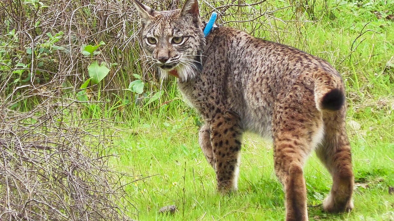 Estos son Wando y Wadala, dos nuevos linces ibéricos para repoblar la Sierra Norte de Sevilla