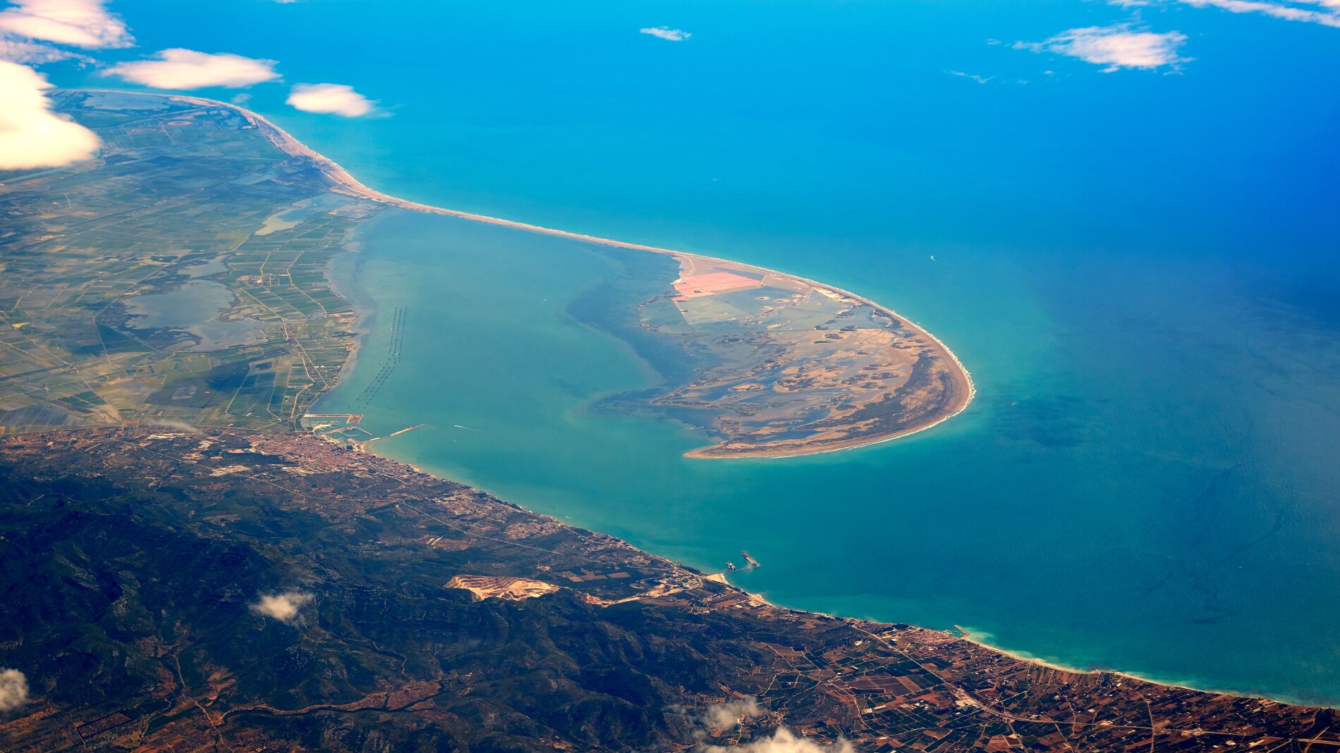 La nueva especie invasora que está llenando el Delta del Ebro y que veremos en nuestro plato dentro de poco