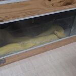 Pit&oacute;n albina intervenida en una vivienda de Roquetas de Mar (Almer&iacute;a).