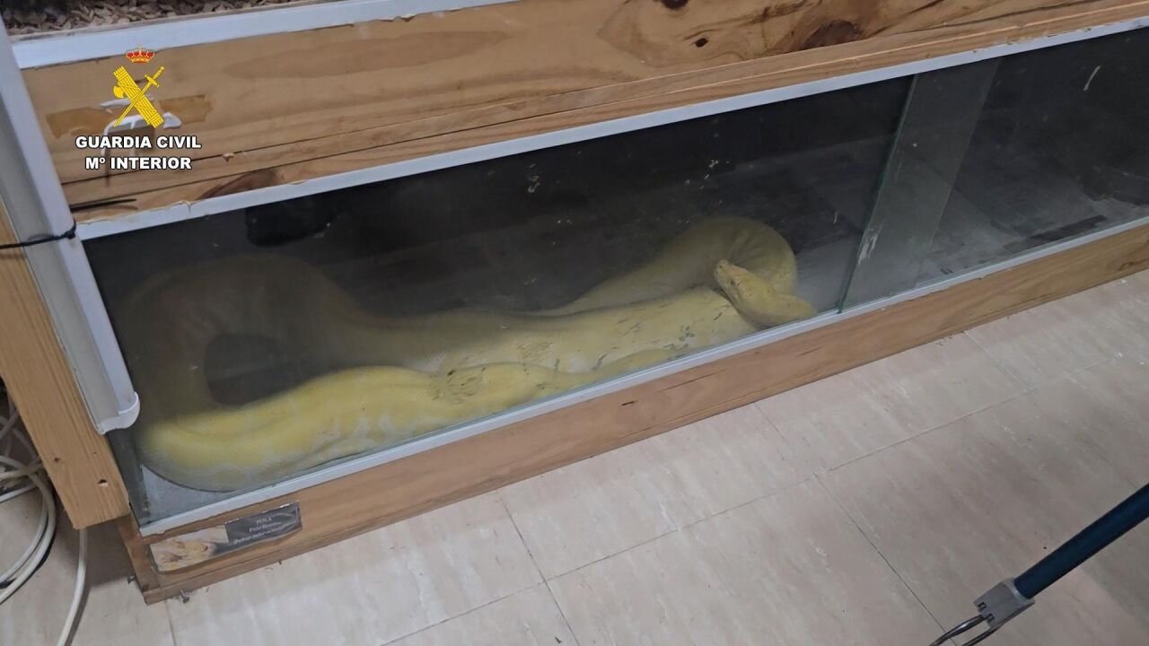 Piden cinco años de cárcel para una pareja por tener una boa, una pitón y una cobra india en su piso de Roquetas