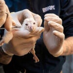 Nacen los primeros polluelos de lechuza com&uacute;n en el Bioparc (Valencia)
